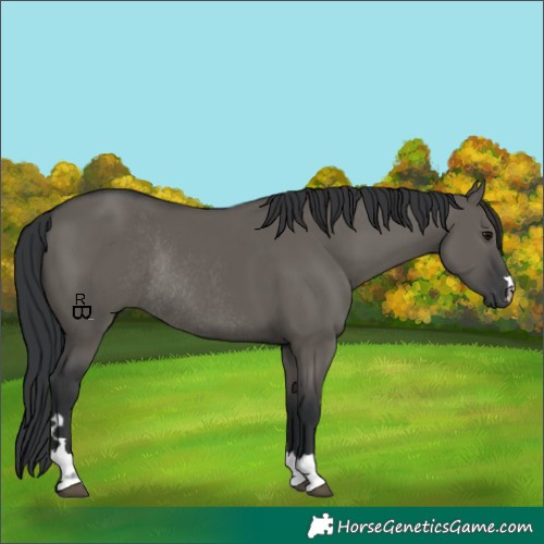 Horse Color:Grullo Rabicano 