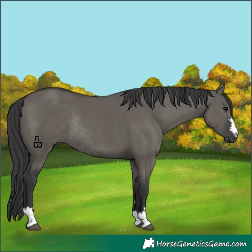 Horse Color:Grullo Rabicano 