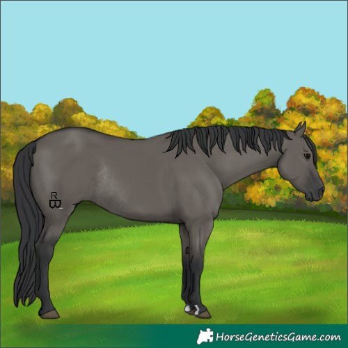 Horse Color:Grullo Rabicano 