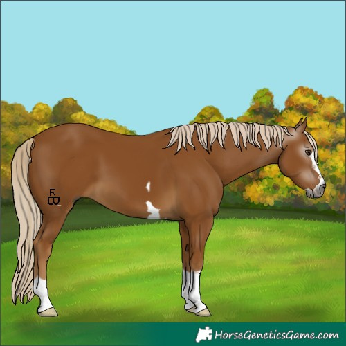 Horse Color:Gray Palomino