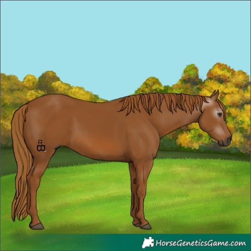 Horse Color:Gray Chestnut