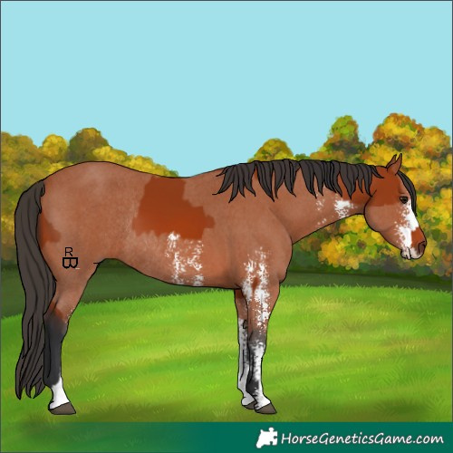 Horse Color:Bay Sabino Rabicano and Bay Sabino Rabicano