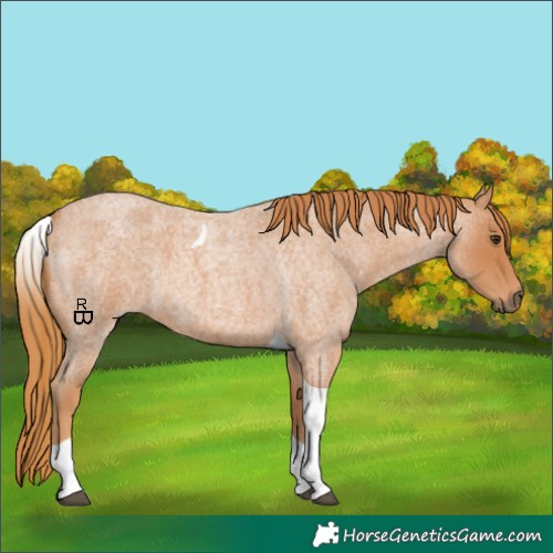 Horse Color:Red Roan Tobiano 