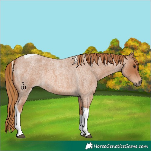 Horse Color:Red Roan Tobiano 