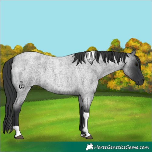Horse Color:Blue Roan Tobiano 
