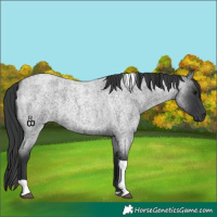 Horse Color:Blue Roan Tobiano