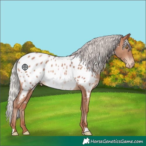 Horse Color:Silver Sable Champagne Appaloosa