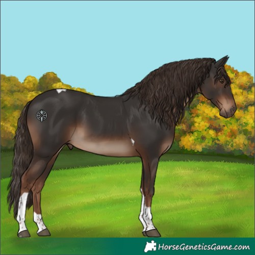 Horse Color:Liver Chestnut Tobiano