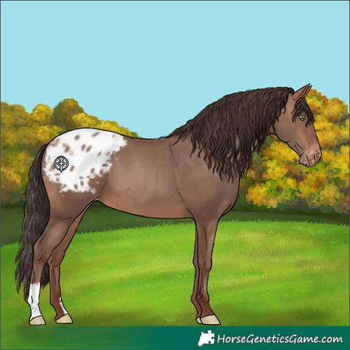 Horse Color:Sable Champagne Appaloosa