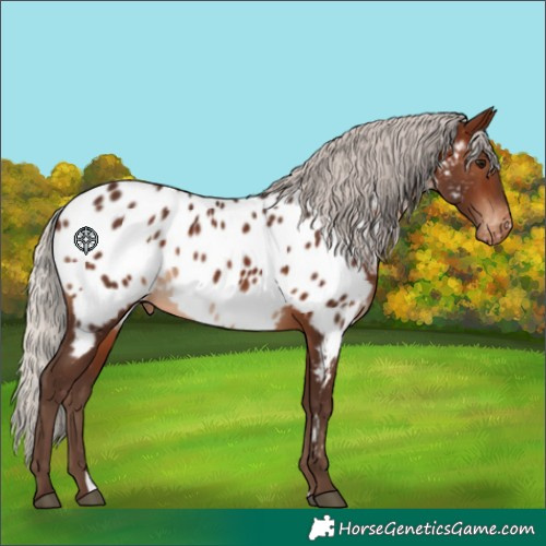 Horse Color:Silver Brown Appaloosa