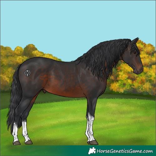 Horse Color:Brown Tobiano 
