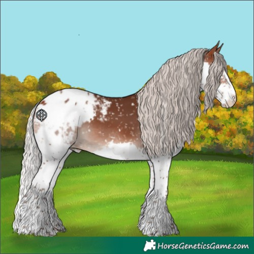 Horse Color:Silver Brown Splash Appaloosa
