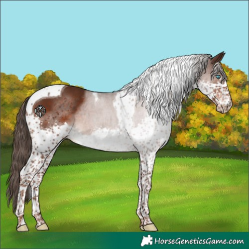 Horse Color:Liver Chestnut Splash Tobiano Rabicano