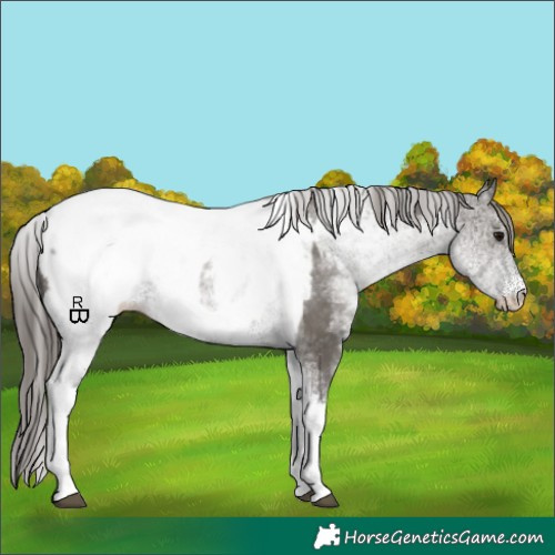 Horse Color:White Spotted Grullo Appaloosa Rabicano and White Spotted Grullo Appaloosa Rabicano