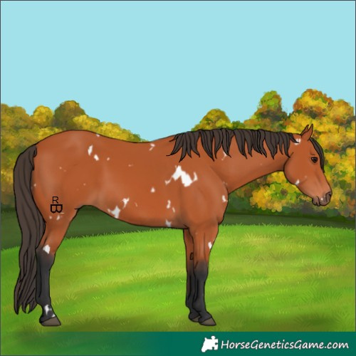 Horse Color:White Spotted Bay 