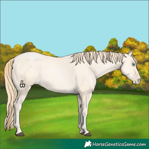 Horse Color:Bay Snowdrop Pearl