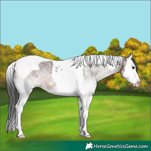 Horse Color:White Spotted Brown Splash Tobiano 