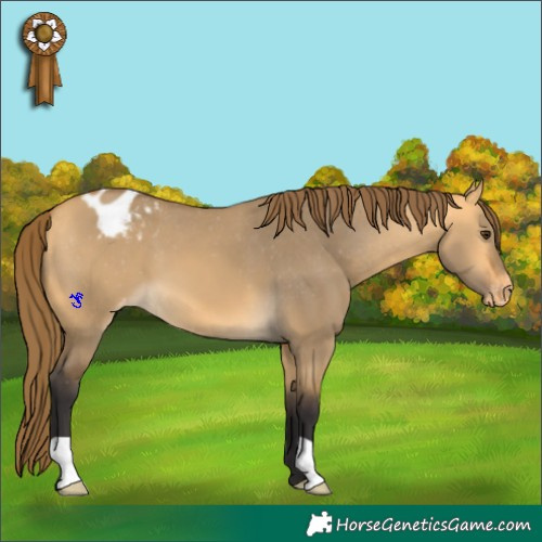 Horse Color:Buckskin Dun Appaloosa
