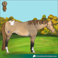 Horse Color:Buckskin Dun Appaloosa 