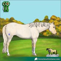 Horse Color:Palomino Roan Dun