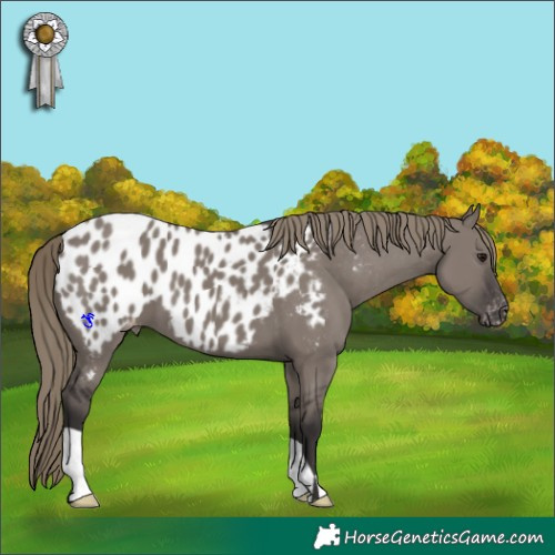 Horse Color:Smoky Grullo Appaloosa 