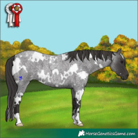 Horse Color:White Spotted Smoky Blue Roan