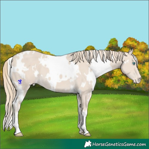 Horse Color:White Spotted Smoky Creme Appaloosa 