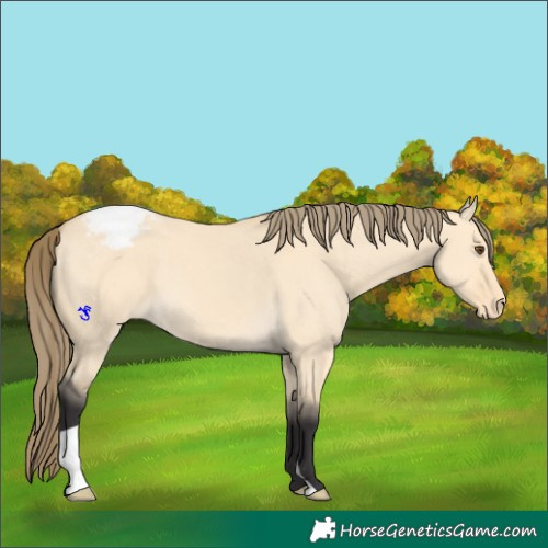 Horse Color:Buckskin Dun Appaloosa
