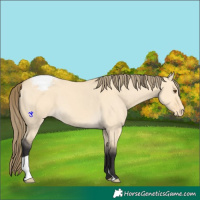 Horse Color:Buckskin Dun Snowcap