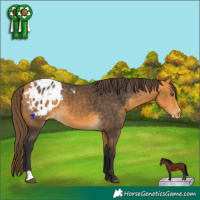 Horse Color:Buckskin Appaloosa