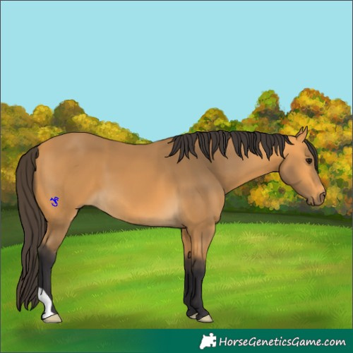 Horse Color:Buckskin