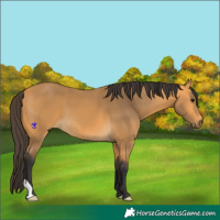 Horse Color:Buckskin 