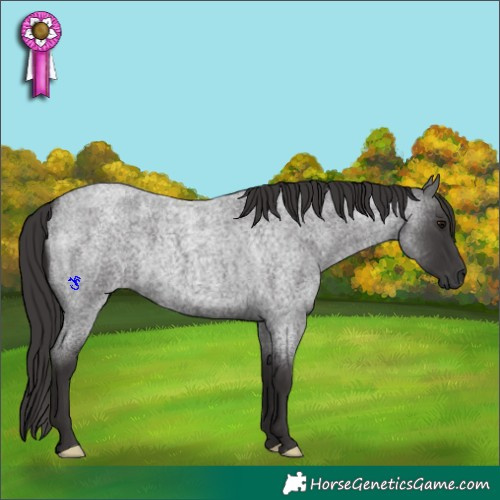 Horse Color:Smoky Blue Roan 