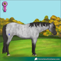 Horse Color:Smoky Blue Roan