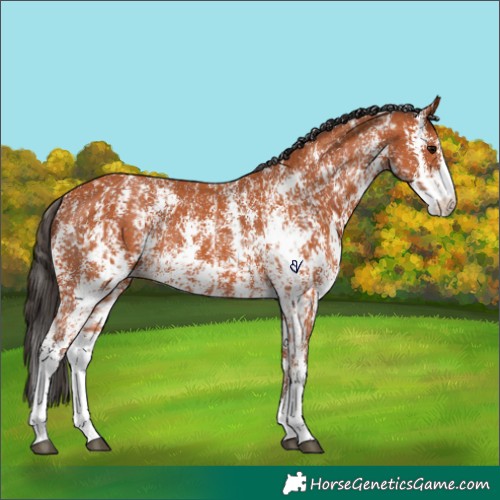 Horse Color:Bay Sabino Rabicano  and Bay Sabino Rabicano 