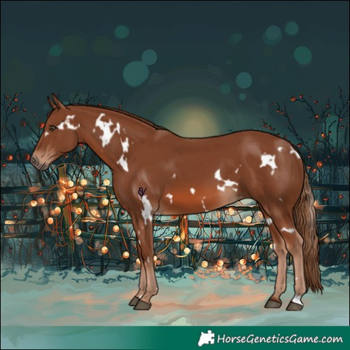 Horse Color:White Spotted Chestnut 