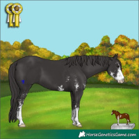 Horse Color:Smoky Black Sabino