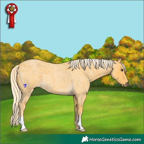 Horse Color:Palomino Roan 