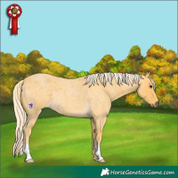 Horse Color:Palomino Roan