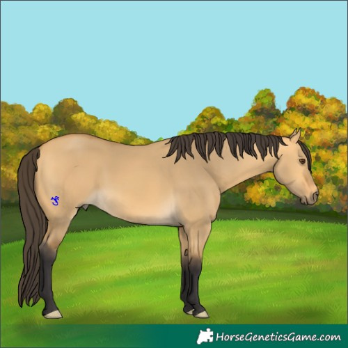 Horse Color:Buckskin Dun 