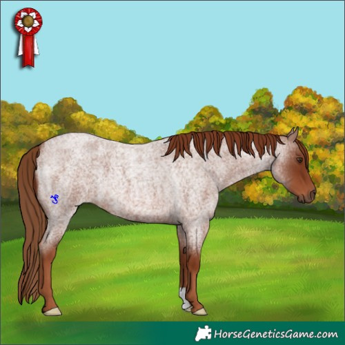 Horse Color:Red Roan 