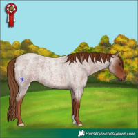 Horse Color:Red Roan