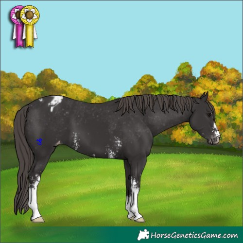 Horse Color:Smoky Black Sabino Appaloosa 