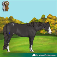 Horse Color:Smoky Black Sabino Appaloosa