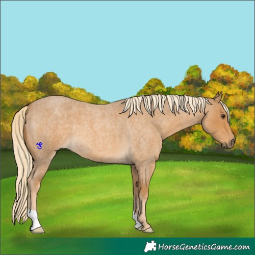 Horse Color:Palomino Roan 