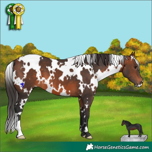 Horse Color:White Spotted Brown 