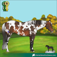Horse Color:White Spotted Brown 