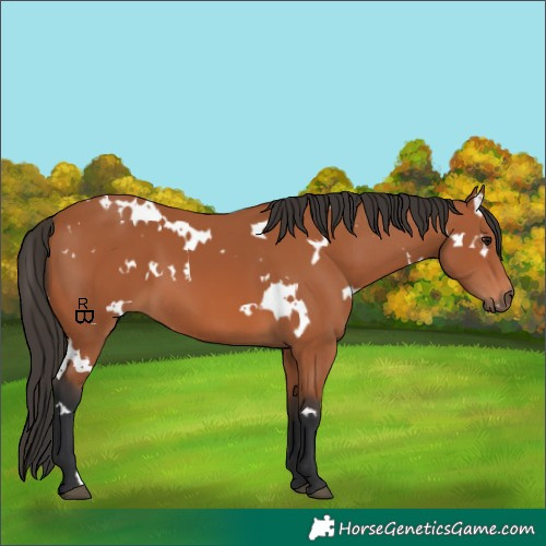 Horse Color:White Spotted Bay 