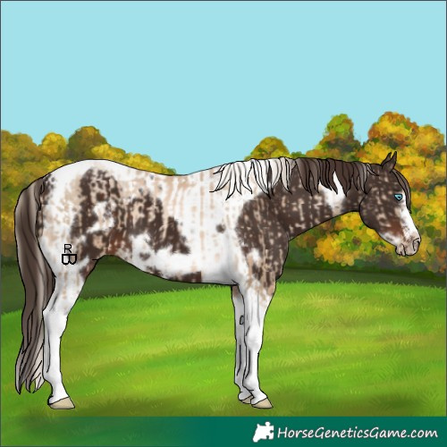 Horse Color:Chocolate Palomino Pearl Tobiano Frame and Liver Chestnut Tobiano Frame
