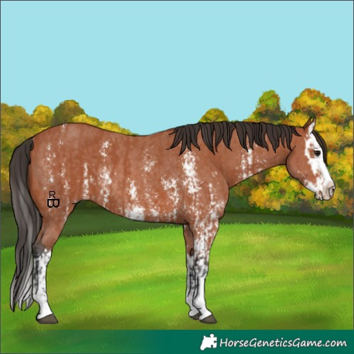Horse Color:Bay Sabino Rabicano and Bay Sabino Splash Rabicano